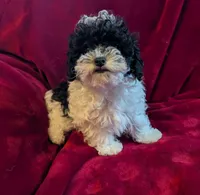 CKC Willow, a female Poodle - Toy  for sale in Santa Fe, TX – Photo 3 of 4