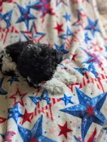 Tiny Flossey, a female Poodle - Toy  for sale in Santa Fe, TX – 2 of 4