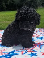 Rex, a male Poodle - Toy  for sale in Santa Fe, TX – 2 of 2