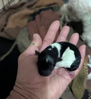 Tiny Flossey, a female Poodle - Toy  for sale in Santa Fe, TX – 4 of 4