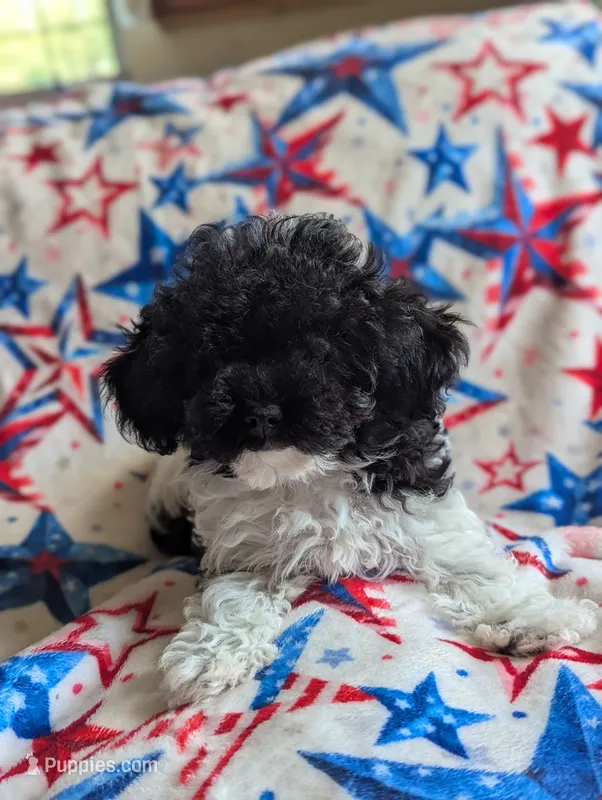 Tiny Flossey – Poodle - Toy  puppy for sale in Santa Fe, TX