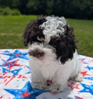 Anna, a female Poodle - Toy  for sale in Santa Fe, TX – 1 of 3