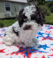 Anna, a female Poodle - Toy  for sale in Santa Fe, TX – 2 of 3