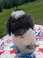 CKC Teri, a female Poodle - Toy  for sale in Santa Fe, TX – 2 of 3