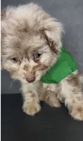 Milo Bleu, a male Pomeranian and Poodle - Toy  for sale in Dayton, OH – 4 of 9