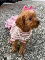 Lola, a female Poodle - Toy  for sale in Dayton, OH – 4 of 6