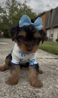 Promise , a female Yorkshire Terrier for sale in Dayton, OH – 4 of 9