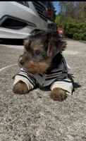 O’rion , a male Yorkshire Terrier for sale in Dayton, OH – 7 of 10