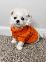 Archie , a male Maltipoo for sale in Dayton, OH – 4 of 7