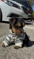 O’rion , a male Yorkshire Terrier for sale in Dayton, OH – 3 of 10