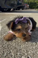 Tulip , a female Yorkshire Terrier for sale in Dayton, OH – 7 of 9