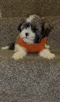 Giuseppe, a male Mal Shi for sale in Dayton, OH – 3 of 5