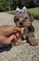 Tulip , a female Yorkshire Terrier for sale in Dayton, OH – 3 of 9