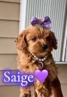 SAIGE , a female Poodle - Toy  for sale in Dayton, OH – 2 of 8