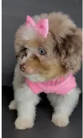 Skye Channel , a female Pomeranian and Poodle - Toy  for sale in Dayton, OH – 3 of 9