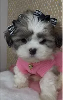 Bella Monroe , a female Mal Shi for sale in Dayton, OH – 4 of 9