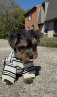 O’rion , a male Yorkshire Terrier for sale in Dayton, OH – 5 of 10