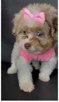Skye Channel , a female Pomeranian and Poodle - Toy  for sale in Dayton, OH – 7 of 9