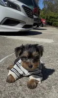 O’rion , a male Yorkshire Terrier for sale in Dayton, OH – 9 of 10