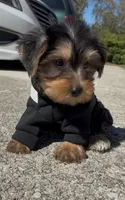 Bronx , a male Yorkshire Terrier for sale in Dayton, OH – 4 of 7