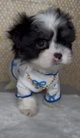 Zorro Valentino , a male Mal Shi for sale in Dayton, OH – 9 of 9