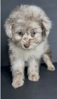 Milo Bleu, a male Pomeranian and Poodle - Toy  for sale in Dayton, OH – 7 of 9