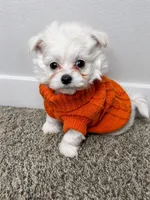 Archie , a male Maltipoo for sale in Dayton, OH – 3 of 7