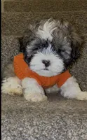 Giuseppe, a male Mal Shi for sale in Dayton, OH – 4 of 5