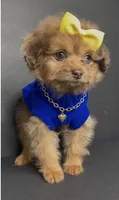 Honey D’ior , a female Pomeranian and Poodle - Toy  for sale in Dayton, OH – 5 of 7