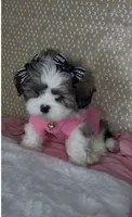 Bella Monroe , a female Mal Shi for sale in Dayton, OH – 3 of 9