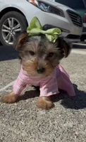 Coco , a female Yorkshire Terrier for sale in Dayton, OH – 4 of 8
