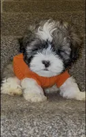 Giuseppe, a male Mal Shi for sale in Dayton, OH – 5 of 5