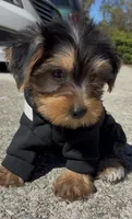 Bronx , a male Yorkshire Terrier for sale in Dayton, OH – 2 of 7