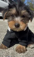 Bronx , a male Yorkshire Terrier for sale in Dayton, OH – 6 of 7