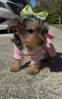Coco , a female Yorkshire Terrier for sale in Dayton, OH – 7 of 8