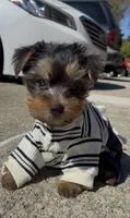 O’rion , a male Yorkshire Terrier for sale in Dayton, OH – 10 of 10