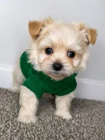 Theo , a male Maltipoo for sale in Dayton, OH – 7 of 7