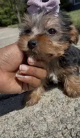 Tulip , a female Yorkshire Terrier for sale in Dayton, OH – 6 of 9