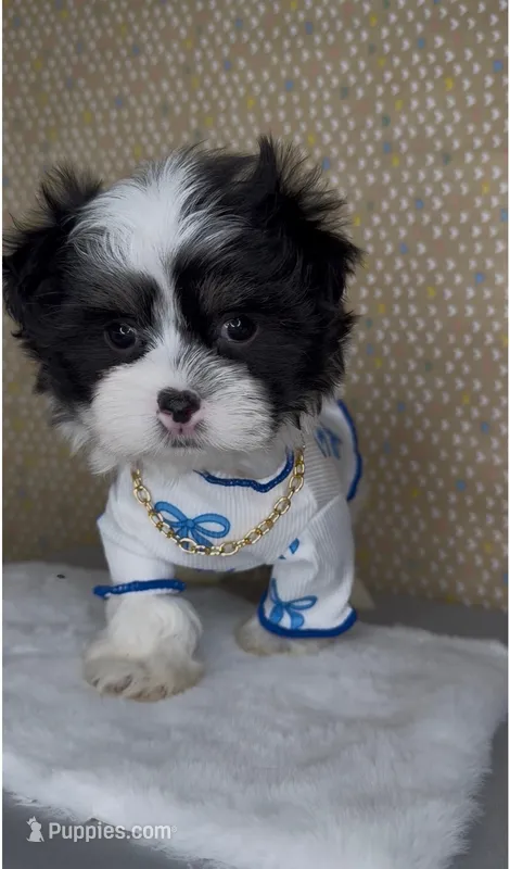 Zorro Valentino  – Mal Shi puppy for sale in Dayton, OH