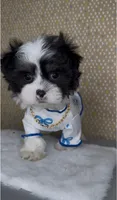 Zorro Valentino , a male Mal Shi for sale in Dayton, OH – 1 of 9