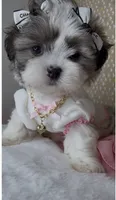 Bella Monroe , a female Mal Shi for sale in Dayton, OH – 2 of 9