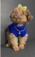 Honey D’ior , a female Pomeranian and Poodle - Toy  for sale in Dayton, OH – 2 of 7