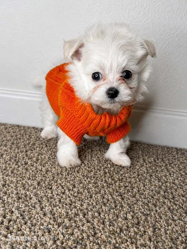 Archie  – Maltipoo puppy for sale in Dayton, OH