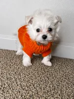 Archie , a male Maltipoo for sale in Dayton, OH – 1 of 7
