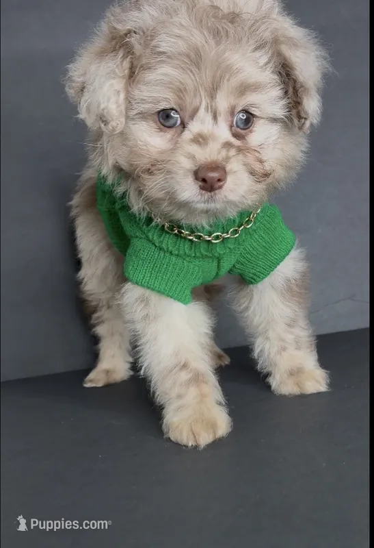 Milo Bleu – Pomeranian, Poodle - Toy  puppy for sale in Dayton, OH