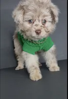 Milo Bleu, a male Pomeranian and Poodle - Toy  for sale in Dayton, OH – 1 of 9