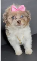 Skye Channel , a female Pomeranian and Poodle - Toy  for sale in Dayton, OH – 8 of 9