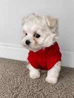 Mr., a male Maltipoo for sale in Dayton, OH – 8 of 9
