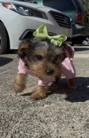 Coco , a female Yorkshire Terrier for sale in Dayton, OH – 2 of 8