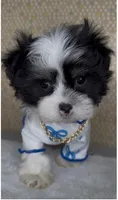 Zorro Valentino , a male Mal Shi for sale in Dayton, OH – 8 of 9